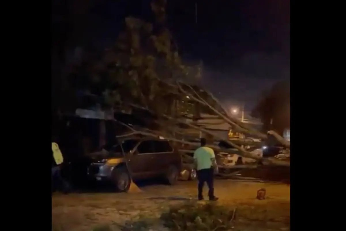 El árbol cayó sobre dos vehículos en zona 13., PMT capitalina/Montejo