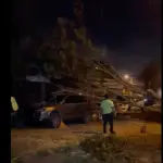 El árbol cayó sobre dos vehículos en zona 13. ,PMT capitalina/Montejo