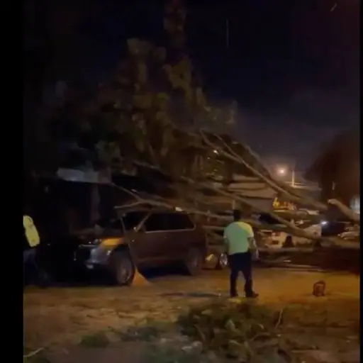 El árbol cayó sobre dos vehículos en zona 13. ,PMT capitalina/Montejo