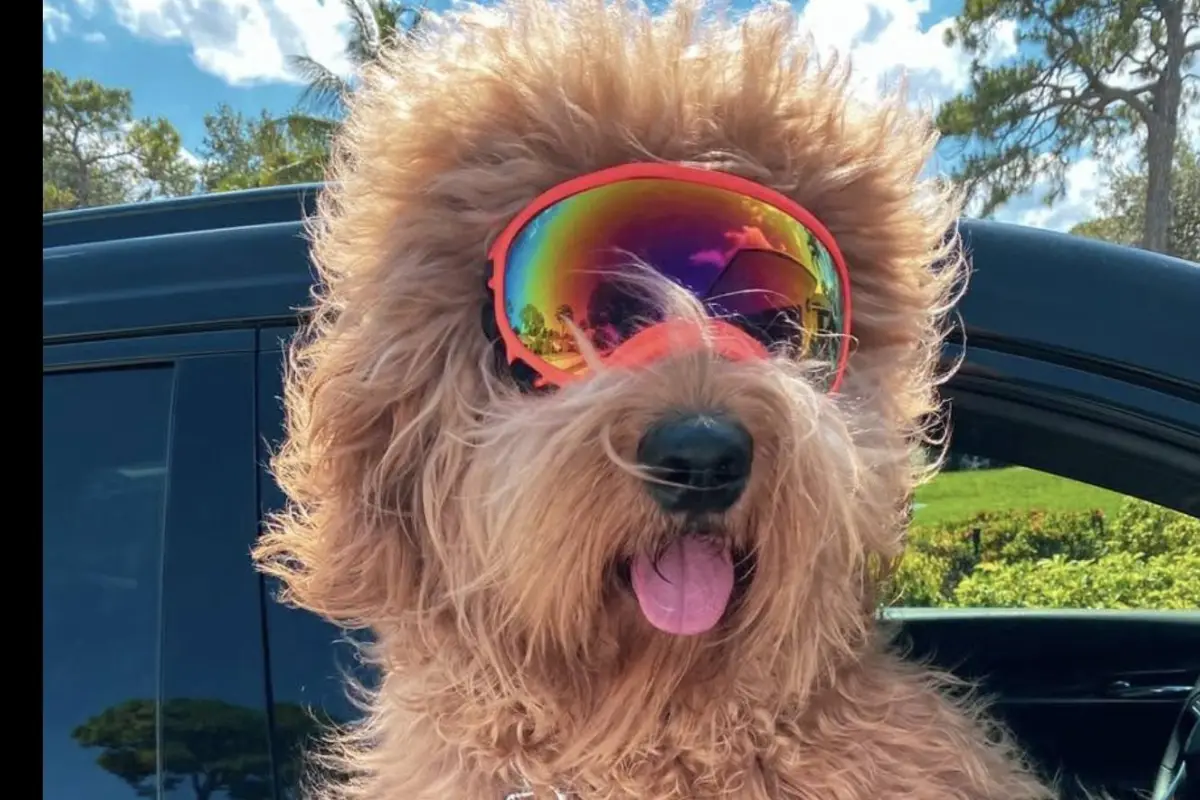 Brodie That Dood, Brodie That Dood