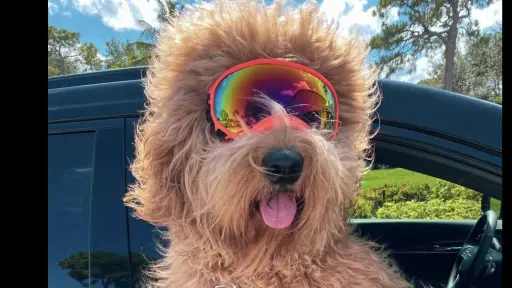El perro influencer más famoso de EE. UU. se roba las miradas en pleno partido del Mundial 2026