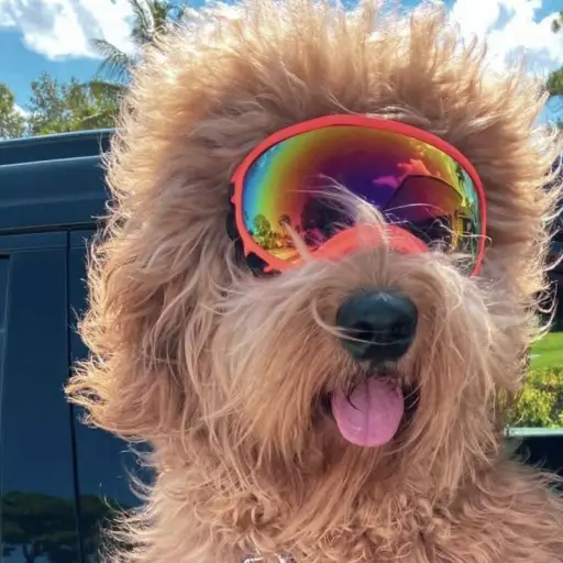 Brodie That Dood ,Brodie That Dood