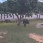 Filtran nuevo video del momento en que un niño arrolla a monjes en Tailandiat
