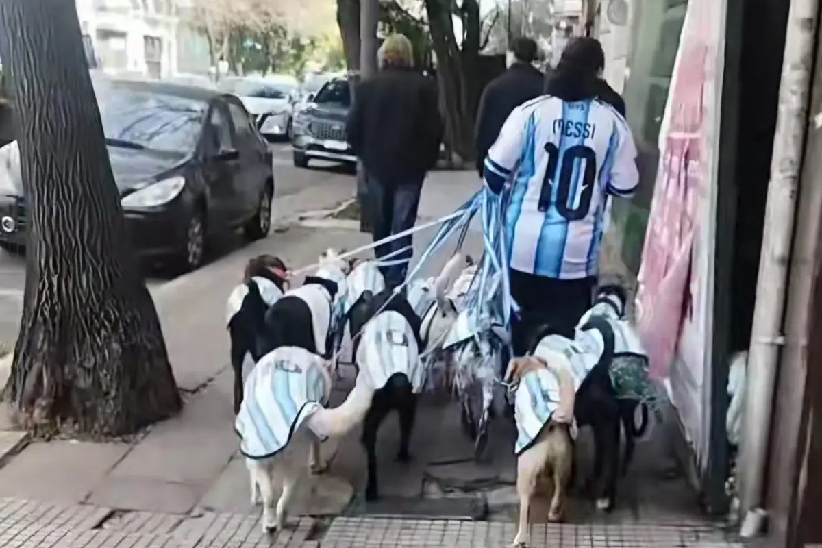 Un paseador recorre las calles de Buenos Aires con varios perros vestidos con la camiseta de la selección de Argentina se ha vuelto viral, Redes
