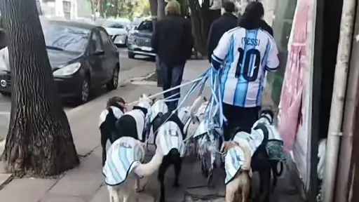 La Perroneta, la caravana de perros albicelestes que se volvió viral