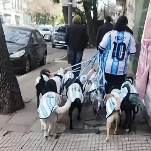 Un paseador recorre las calles de Buenos Aires con varios perros vestidos con la camiseta de la selección de Argentina se ha vuelto viral ,Redes