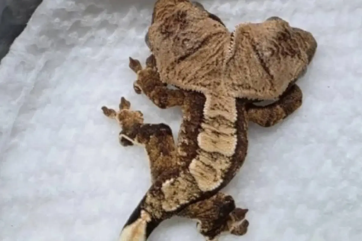 Nace un gecko de dos cabezas en EE. UU. y sorprende por su evolución., Captura de pantalla video de Instagram.