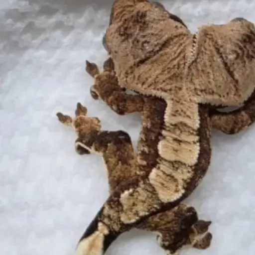Nace un gecko de dos cabezas en EE. UU. y sorprende por su evolución. ,Captura de pantalla video de Instagram.