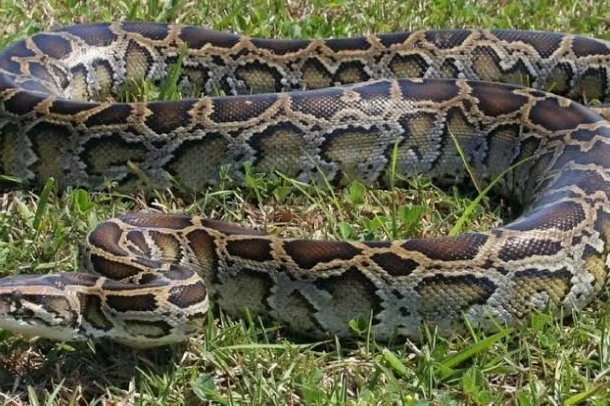 Pitón, Pitón