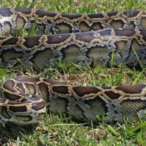Pitón ,Pitón