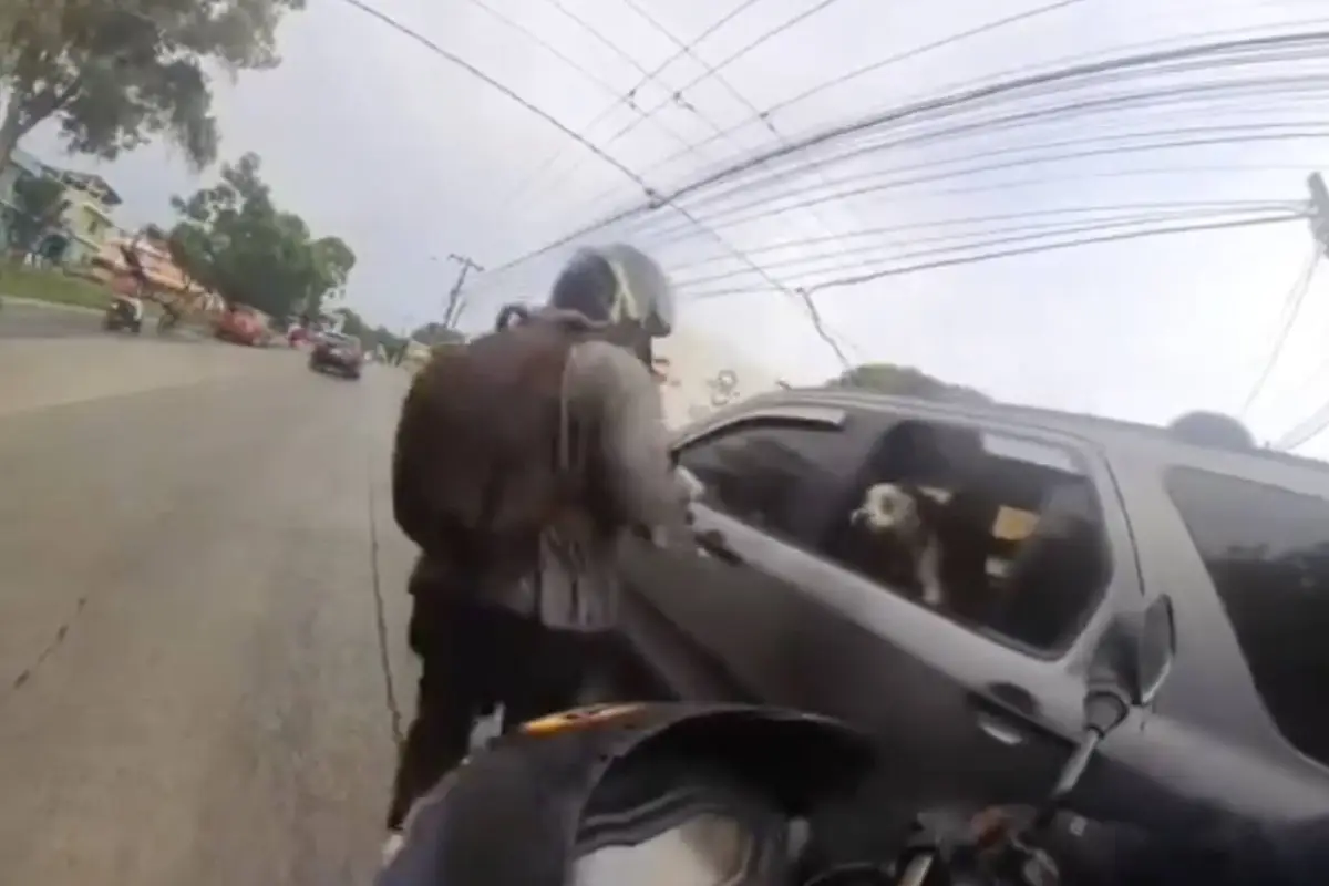 Perro sale en defensa de su dueño., Captura de pantalla video de X.