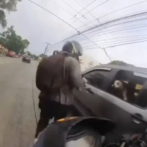 Perro sale en defensa de su dueño. ,Captura de pantalla video de X.