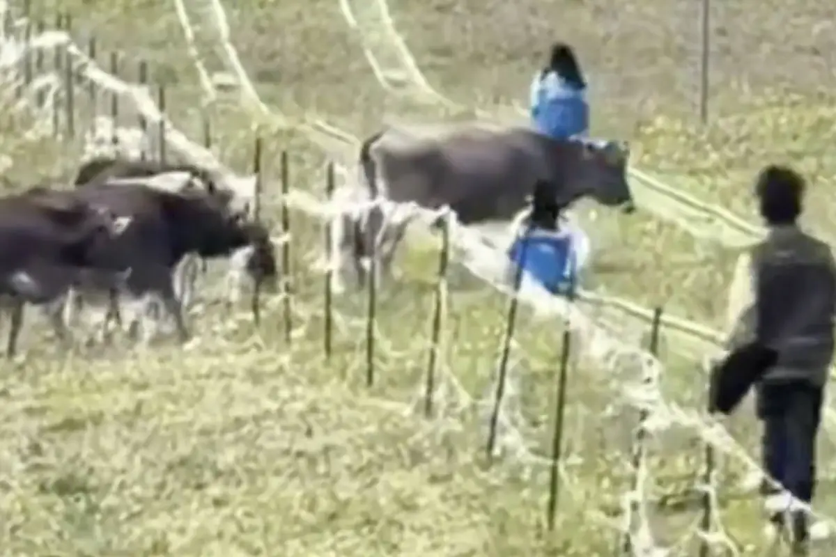 Niña muere tras ser golpeada por una vaca mientras descendía en esquís de hierba en Vietnam., Captura de pantalla video de X.