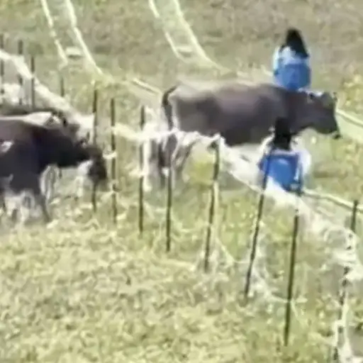 Niña muere tras ser golpeada por una vaca mientras descendía en esquís de hierba en Vietnam. ,Captura de pantalla video de X.