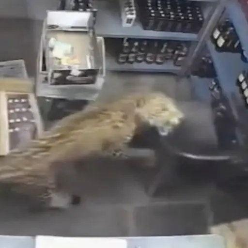 El incidente ocurrió el lunes en Todaraisingh, India.  ,Captura de pantalla video de X.