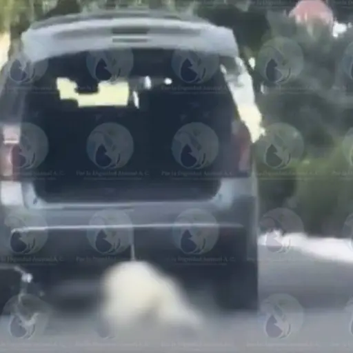 Mujer atropella y arrastra a su perro. ,Redes sociales. 