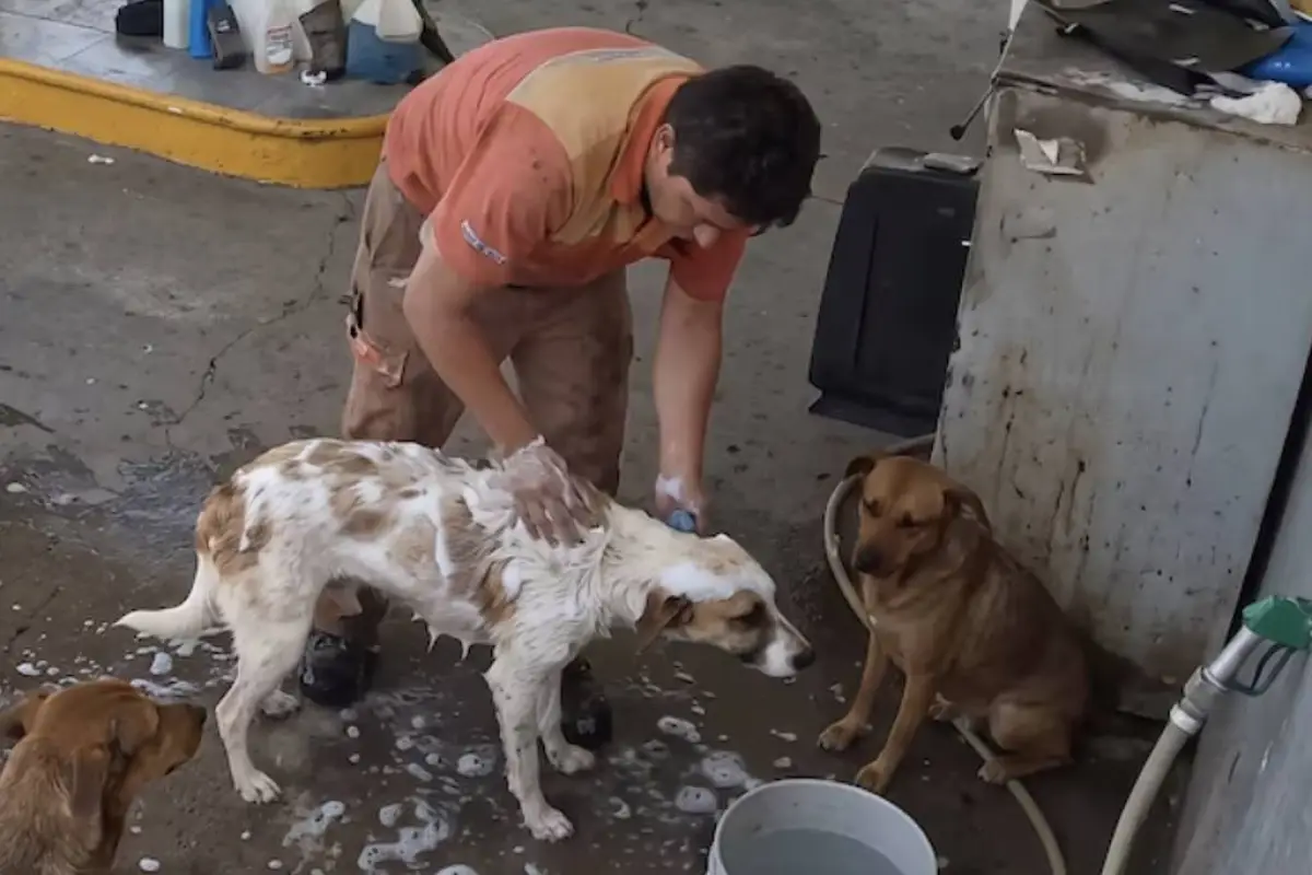 Hombre baña a perros callejeros. , Redes sociales.