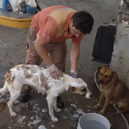 Hombre baña a perros callejeros.  ,Redes sociales. 