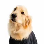 Día Mundial del Perro: estas son las 10 razas más inteligentes, según la cienciat