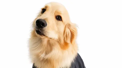 Día Mundial del Perro: estas son las 10 razas más inteligentes, según la ciencia