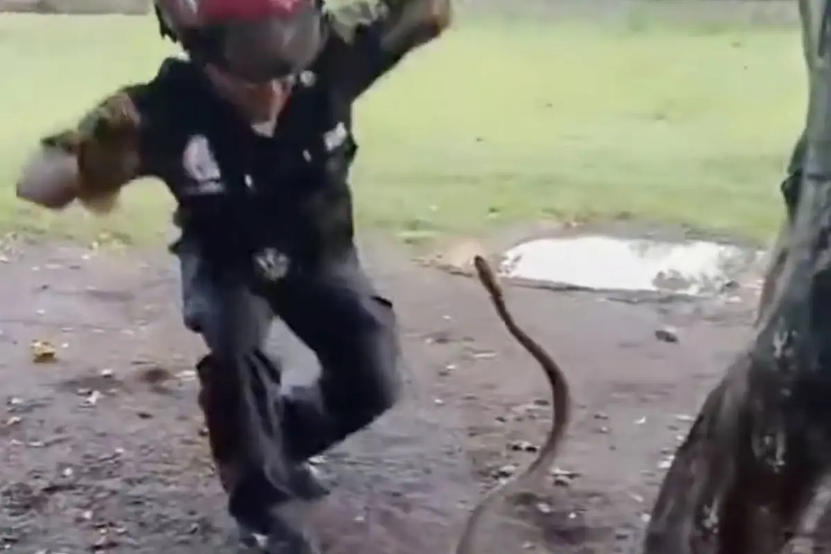 Bombero protagoniza tenso rescate de una serpiente y el video se vuelve viral., Redes sociales. 