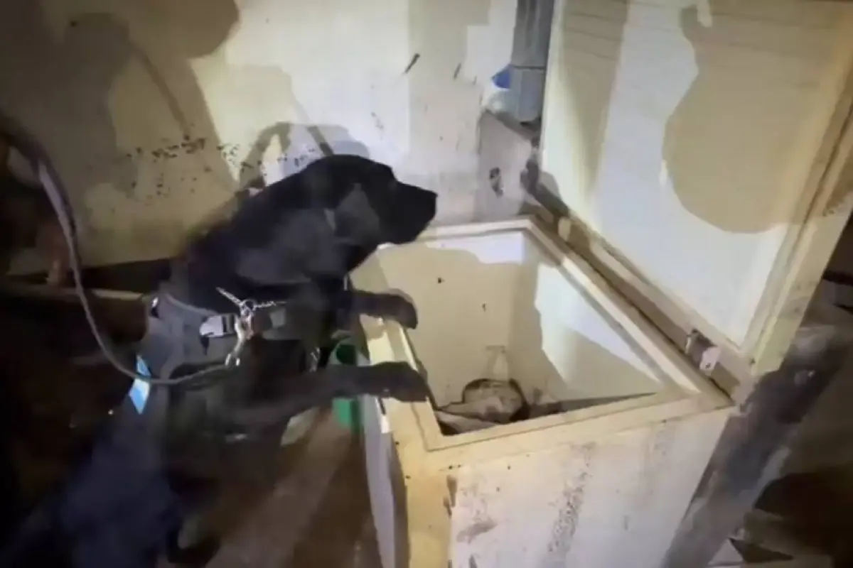 La requisa en la cárcel "El Boquerón" se realizó con apoyo de elementos caninos de los equipos K-9., Ejército de Guatemala