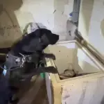 La requisa en la cárcel \