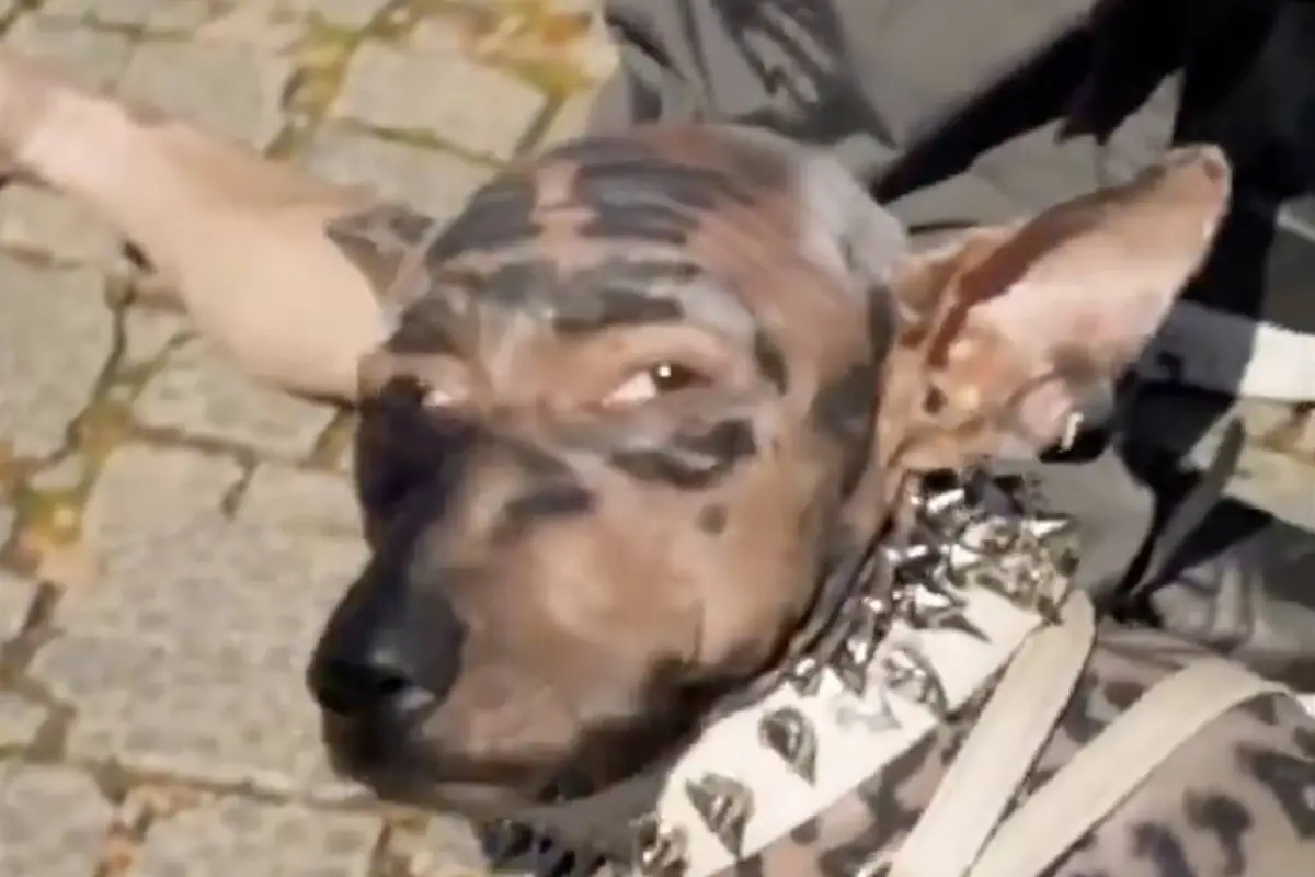 El video del supuesto hombre que se convirtió en perro fue creado con IA., Captura de pantalla video de X.
