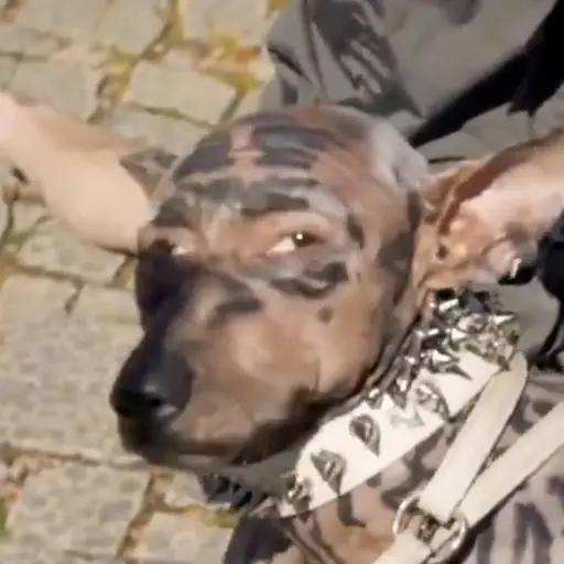 El video del supuesto hombre que se convirtió en perro fue creado con IA. ,Captura de pantalla video de X.