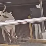 Toro ,Toro