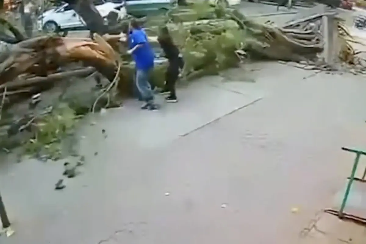 Hombre se salva de milagro tras caerle encima un enorme árbol., Captura de pantalla video de X.