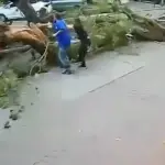 Hombre se salva de milagro tras caerle encima un enorme árbol. ,Captura de pantalla video de X.
