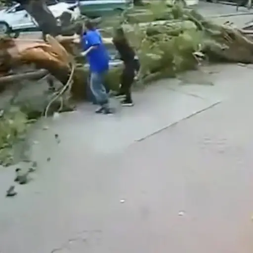 Hombre se salva de milagro tras caerle encima un enorme árbol. ,Captura de pantalla video de X.