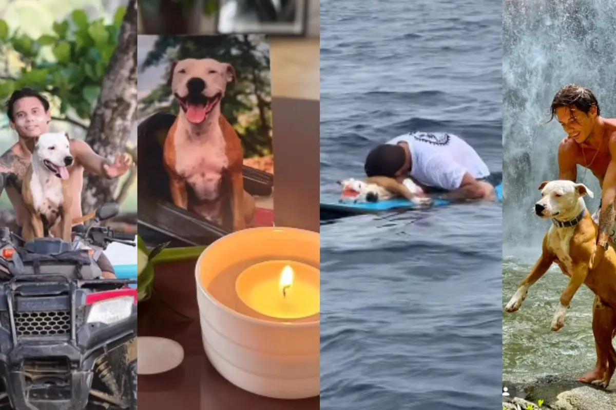 Thai, el perro que conmueve al mundo tras su muerte