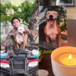 Thai, el perro que conmueve al mundo tras su muerte 