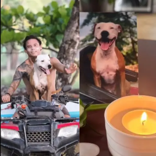 Thai, el perro que conmueve al mundo tras su muerte 