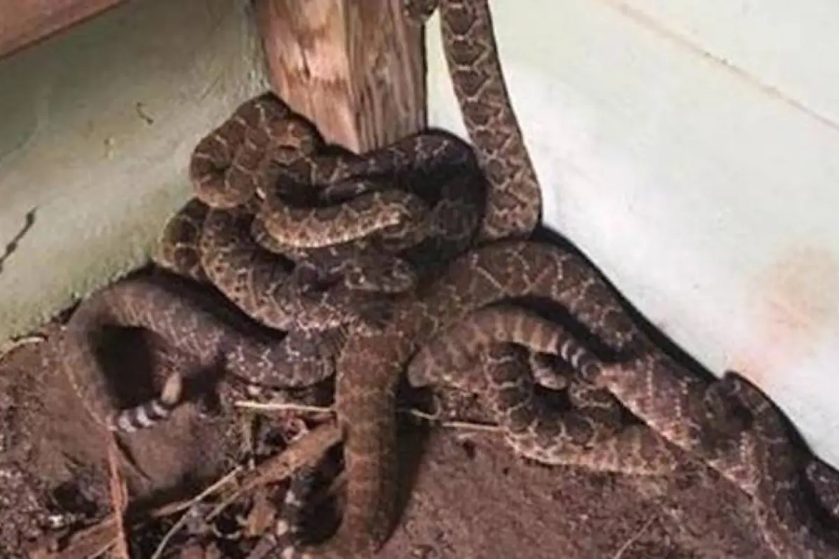 Allanamiento por drogas revela una peligrosa colección de serpientes venenosas en una vivienda de Estados Unidos., Imagen con fines ilustrativas.