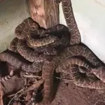 Allanamiento por drogas revela una peligrosa colección de serpientes venenosas en una vivienda de Estados Unidos. ,Imagen con fines ilustrativas. 