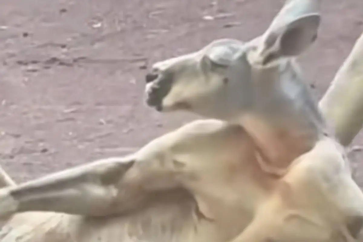 Canguro, Canguro