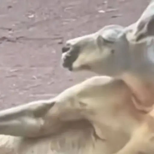 Canguro ,Canguro