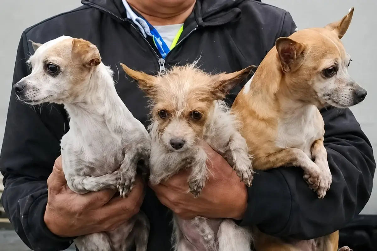 Al menos tres perritos y cuatro gallinas fueron rescatados en el incendio de Canalitos, zona 24., Captura de pantalla.