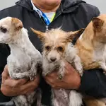 Al menos tres perritos y cuatro gallinas fueron rescatados en el incendio de Canalitos, zona 24. ,Captura de pantalla.