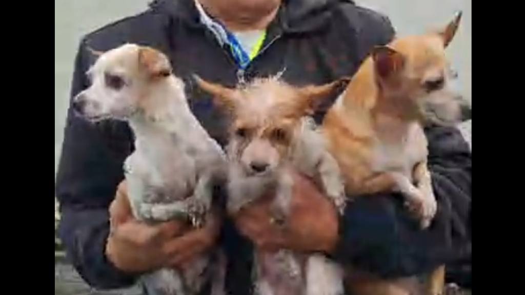 Rescatan varios perritos en incendio de Canalitos, zona 24 | Bomberos Voluntarios