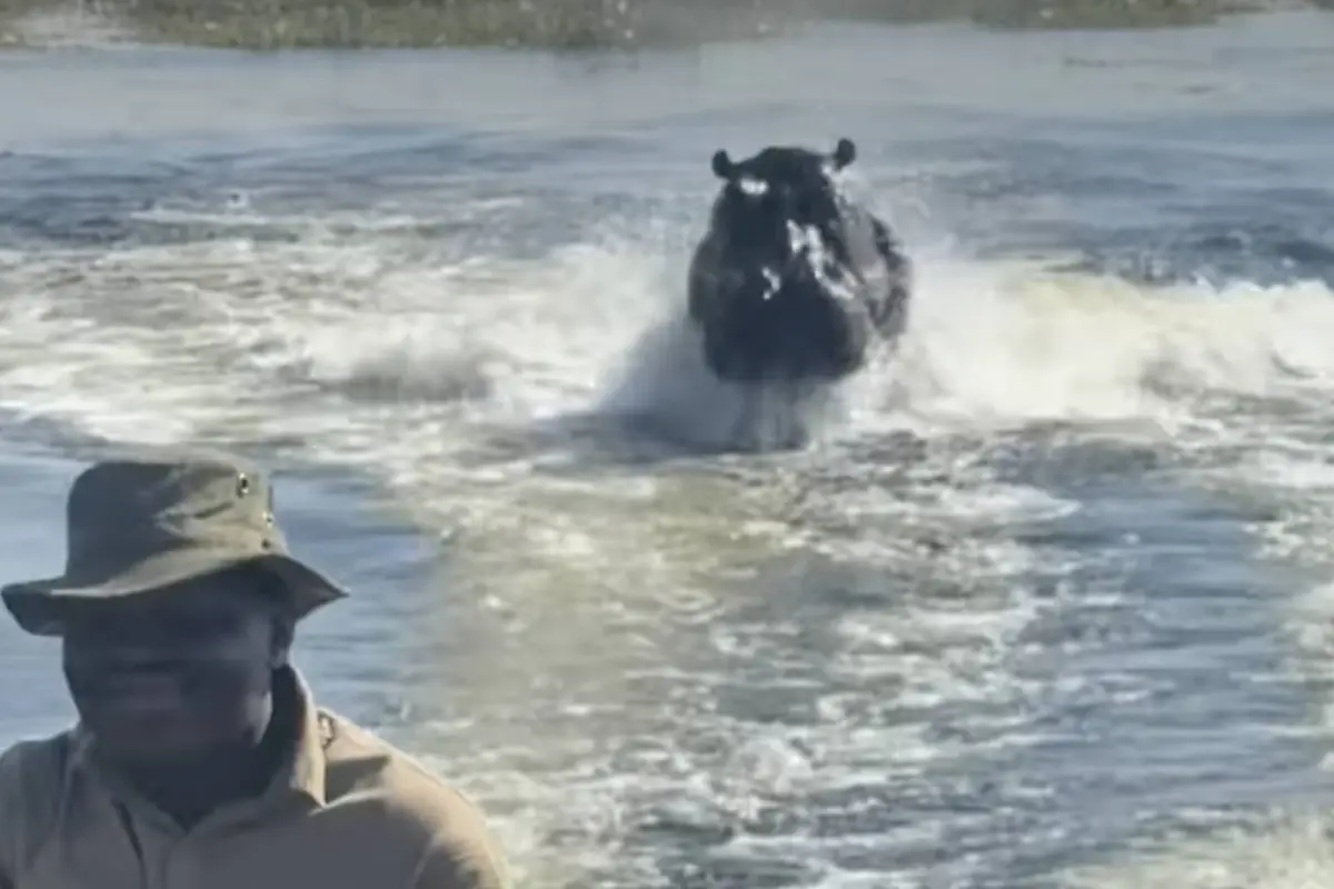 Hipopótamo persigue embarcación con turistas en Botsuana., Captura de pantalla video de Instagram.