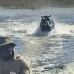 Hipopótamo persigue embarcación con turistas en Botsuana. ,Captura de pantalla video de Instagram.