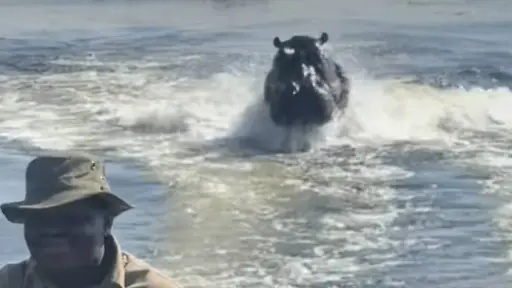  VIDEO: Hipopótamo persigue embarcación con turistas y causa momentos de terror
