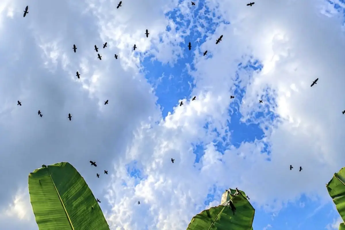 Se adelantó la migración de los azacuanes en Guatemala., Clima Guatemala. 