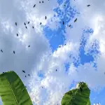 Se adelantó la migración de los azacuanes en Guatemala. ,Clima Guatemala. 