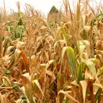 Fotografía de un sembrado de maíz este sábado, parte de las 45 ,000 hectáreas de cultivos y tierras ganaderas afectados por la sequía y una prolongada canícula por los que 10