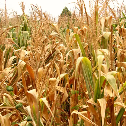 Fotografía de un sembrado de maíz este sábado, parte de las 45 ,000 hectáreas de cultivos y tierras ganaderas afectados por la sequía y una prolongada canícula por los que 10